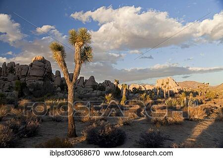 "Hidden Valley with Joshua tree (Yucca brevifolia) and rocks, Hidden Valley, Joshua Tree National Park, California, United States, North America" View Large Photo Image Stock Image - "Hidden Valley with Joshua tree (Yucca brevifolia) and rocks, Hidden Valley, Joshua Tree National Park, California, United States, North America". Fotosearch