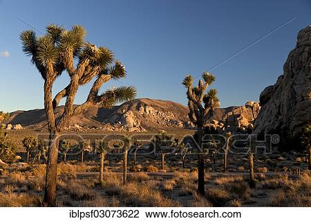 "Hidden Valley with Joshua trees (Yucca brevifolia) and rocks, Hidden Valley, Joshua Tree National Park, California, United States, North America" View Large Photo Image Stock Image - "Hidden Valley with Joshua trees (Yucca brevifolia) and rocks, Hidden Valley, Joshua Tree National Park, California, United States, North America". Fotosearch