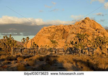 Stock Image - "Hidden Valley with rocks and Joshua trees (Yucca brevifolia), Hidden Valley, Joshua Tree National Park, California, United States, North America". Fotosearch