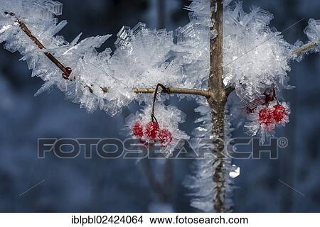 High bush cranberries (Viburnum trilobum) and ice crystals during cold spell at Lynx Creek, Alaska View Large Photo Image Picture - High bush cranberries (Viburnum trilobum) and ice crystals during cold spell at Lynx Creek, Alaska. Fotosearch