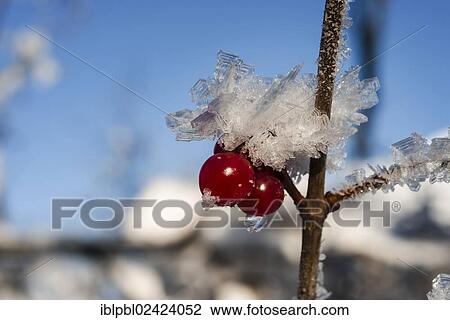 High bush cranberries (Viburnum trilobum) and ice crystals during cold spell at Lynx Creek, Alaska View Large Photo Image Stock Image - High bush cranberries (Viburnum trilobum) and ice crystals during cold spell at Lynx Creek, Alaska. Fotosearch