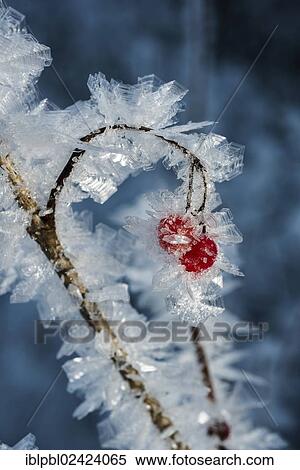 High bush cranberries (Viburnum trilobum) and ice crystals during cold spell at Lynx Creek, Alaska View Large Photo Image Stock Photography - High bush cranberries (Viburnum trilobum) and ice crystals during cold spell at Lynx Creek, Alaska. Fotosearch