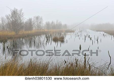 "High moor in autumn, Bargerveen, Drenthe, Netherlands" View Large Photo Image Stock Image - "High moor in autumn, Bargerveen, Drenthe, Netherlands". Fotosearch