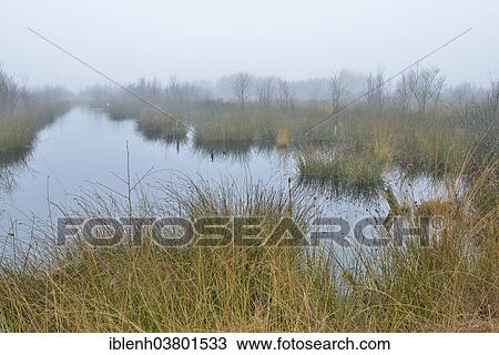 "High moor in autumn, Bargerveen, Drenthe, Netherlands" View Large Photo Image Stock Image - "High moor in autumn, Bargerveen, Drenthe, Netherlands". Fotosearch
