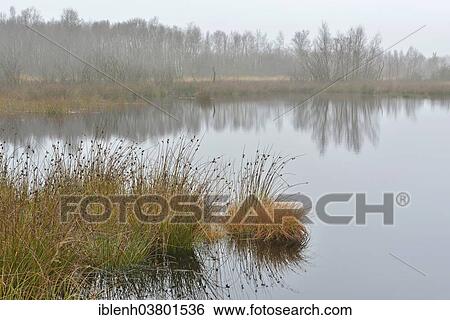 "High moor in autumn, Bargerveen, Drenthe, Netherlands" View Large Photo Image Stock Photograph - "High moor in autumn, Bargerveen, Drenthe, Netherlands". Fotosearch