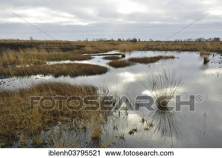 "High moor in autumn, Emsland, Lower Saxony, Germany, Europe" View Large Photo Image Stock Image - "High moor in autumn, Emsland, Lower Saxony, Germany, Europe". Fotosearch