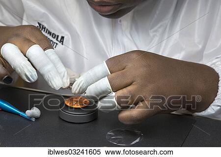 "High quality wristwatch is being hand assembled at Shinola, a startup company, Detroit, Michigan, United States, North America" View Large Photo Image Stock Photography - "High quality wristwatch is being hand assembled at Shinola, a startup company, Detroit, Michigan, United States, North America". Fotosearch