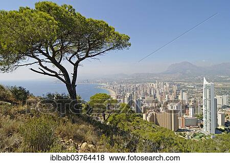 "High-rise buildings, coastline, pine tree at front, Benidorm, Province of Alicante, Spain, Europe" View Large Photo Image Stock Photo - "High-rise buildings, coastline, pine tree at front, Benidorm, Province of Alicante, Spain, Europe". Fotosearch