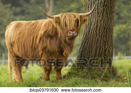 "Highland Cattle, Bergisches Land, North Rhine-Westphalia, Germany, Europe" View Large Photo Image Stock Image - "Highland Cattle, Bergisches Land, North Rhine-Westphalia, Germany, Europe". Fotosearch