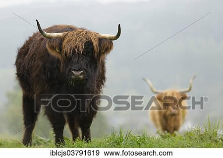 "Highland Cattle, Bergisches Land, North Rhine-Westphalia, Germany, Europe" View Large Photo Image Stock Photo - "Highland Cattle, Bergisches Land, North Rhine-Westphalia, Germany, Europe". Fotosearch