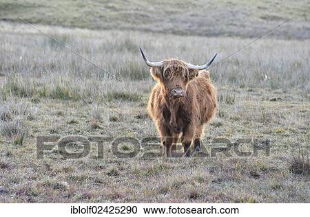 "Highland cattle or Kyloe on a cold morning standing on a highland pasture with hoarfrost, Scotland, United Kingdom, Europe" View Large Photo Image Stock Image - "Highland cattle or Kyloe on a cold morning standing on a highland pasture with hoarfrost, Scotland, United Kingdom, Europe". Fotosearch