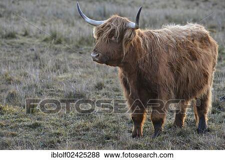 Stock Photo - "Highland cattle or Kyloe on a cold morning standing on a highland pasture with hoarfrost, Scotland, United Kingdom, Europe". Fotosearch