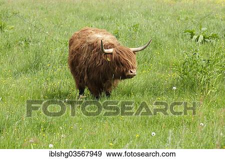 "Highland cattle standing in a meadow, Haithabu, Schleswig-Holstein, Germany, Europe" View Large Photo Image Stock Photo - "Highland cattle standing in a meadow, Haithabu, Schleswig-Holstein, Germany, Europe". Fotosearch