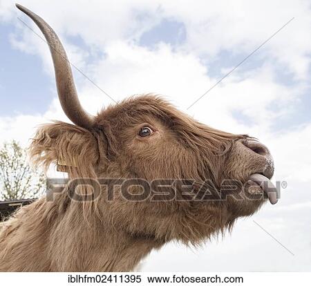 Stock Photography - "Highland cattle with its tongue sticking out, Bad Rehburg, Lower Saxony, Germany, Europe". Fotosearch