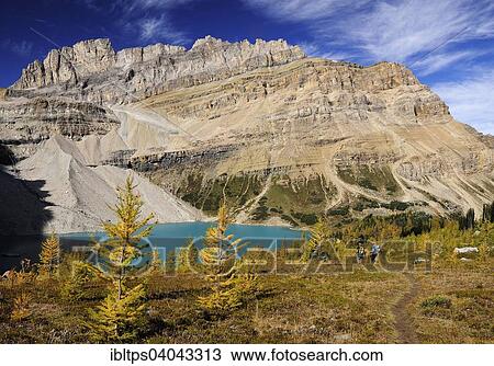 "Hike from Lake Louise to Skoki Lodge in the Rocky Mountains, hikers walking across a yellow coloured larch forest at the turquoise Hidden Lake, Banff National Park, Alberta, Canada, North America" View Large Photo Image Stock Image - "Hike from Lake Louise to Skoki Lodge in the Rocky Mountains, hikers walking across a yellow coloured larch forest at the turquoise Hidden Lake, Banff National Park, Alberta, Canada, North America". Fotosearch