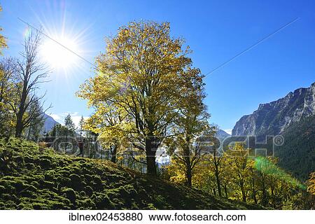 Stock Image - "Hiker, autumn mood near Grubenbach, Berchtesgaden, Upper Bavaria, Bavaria, Germany, Europe". Fotosearch