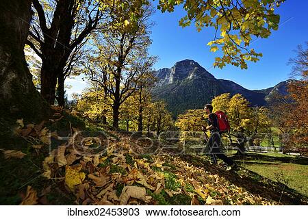"Hiker, autumn mood near Grubenbach, Berchtesgaden, Upper Bavaria, Bavaria, Germany, Europe" View Large Photo Image Stock Image - "Hiker, autumn mood near Grubenbach, Berchtesgaden, Upper Bavaria, Bavaria, Germany, Europe". Fotosearch