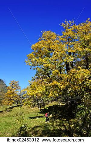 "Hiker, autumn mood near Grubenbach, Berchtesgaden, Upper Bavaria, Bavaria, Germany, Europe" View Large Photo Image Stock Image - "Hiker, autumn mood near Grubenbach, Berchtesgaden, Upper Bavaria, Bavaria, Germany, Europe". Fotosearch