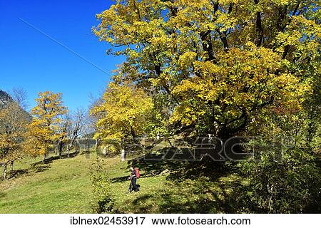 "Hiker, autumn mood near Grubenbach, Berchtesgaden, Upper Bavaria, Bavaria, Germany, Europe" View Large Photo Image Stock Photo - "Hiker, autumn mood near Grubenbach, Berchtesgaden, Upper Bavaria, Bavaria, Germany, Europe". Fotosearch
