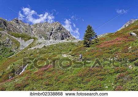 Stock Photo - "Hiker during the ascent to Ultner Hochwart Mountain in th Ulten Valley, with Mandelspitze Mountain at the rear, Ulten in spring, Alto Adige, Italy, Europe". Fotosearch