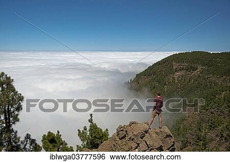 Stock Photograph - "Hiker enjoying the view of the Teide National Park, UNESCO World Heritage Site, pine forest, Canary Island Pine (Pinus canariensis), trade wind clowds, Tenerife, Canary Islands, Spain, Europe". Fotosearch