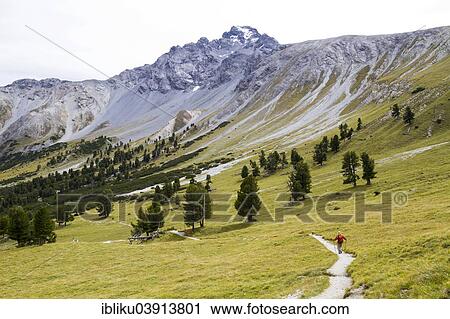 "Hiker in Val Minger, Swiss National Park, Graubunden, Switzerland, Europe" View Large Photo Image Stock Image - "Hiker in Val Minger, Swiss National Park, Graubunden, Switzerland, Europe". Fotosearch