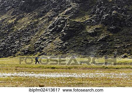 Hiker in volcanic landscape, Landmannalaugar, Iceland, Europe View Large Photo Image Stock Photo - Hiker in volcanic landscape, Landmannalaugar, Iceland, Europe. Fotosearch