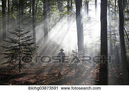 Stock Image - "Hiker, rays penetrating the morning mist in Boisgrand Forest, Livradois-Forez Regional Nature Park, Puy de Dome, Auvergne, France, Europe". Fotosearch
