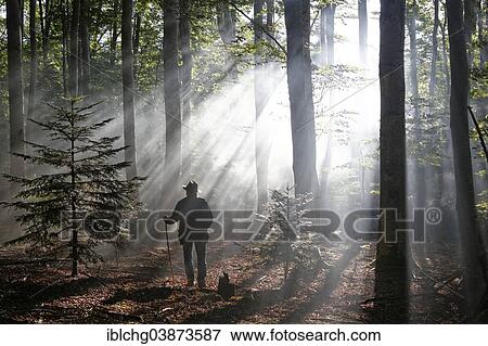"Hiker, rays penetrating the morning mist in Boisgrand Forest, Livradois-Forez Regional Nature Park, Puy de Dome, Auvergne, France, Europe" View Large Photo Image Stock Photo - "Hiker, rays penetrating the morning mist in Boisgrand Forest, Livradois-Forez Regional Nature Park, Puy de Dome, Auvergne, France, Europe". Fotosearch