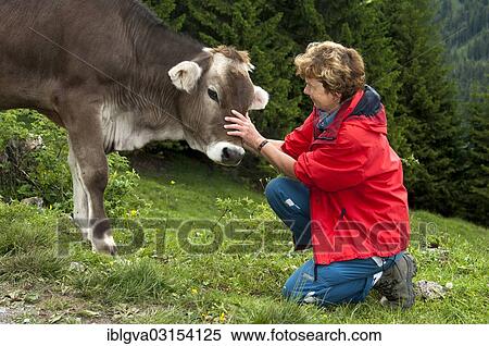 "Hiker stroking a Tyrolean Grey Cattle calf, Ehrwald, Tyrol, Austria, Europe" View Large Photo Image Stock Photography - "Hiker stroking a Tyrolean Grey Cattle calf, Ehrwald, Tyrol, Austria, Europe". Fotosearch