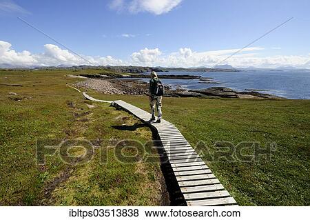 "Hiker walking over a wooden boardwalk that crosses the marshy areas around the island of Handa, Scourie, Scotland, United Kingdom, Europe" View Large Photo Image Stock Photo - "Hiker walking over a wooden boardwalk that crosses the marshy areas around the island of Handa, Scourie, Scotland, United Kingdom, Europe". Fotosearch