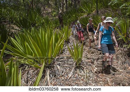 "Hikers in the forest, Fogo National Park, Fogo Island, Cape Verde, Africa" View Large Photo Image Stock Photo - "Hikers in the forest, Fogo National Park, Fogo Island, Cape Verde, Africa". Fotosearch