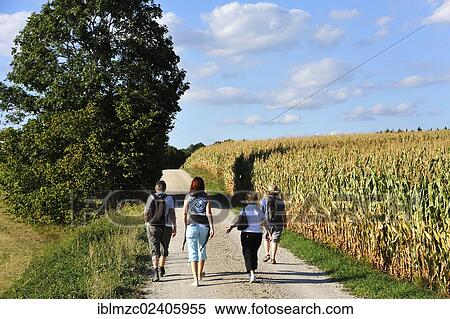 "Hikers in the Franconian countryside, right a cornfield (Zea mays subsp. Mays), Karsberg, Upper Franconia, Bavaria, Germany, Europe" View Large Photo Image Stock Photography - "Hikers in the Franconian countryside, right a cornfield (Zea mays subsp. Mays), Karsberg, Upper Franconia, Bavaria, Germany, Europe". Fotosearch