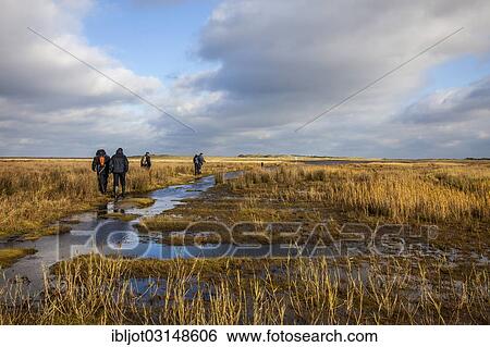 Stock Photograph - "Hikers, marsh landscape in winter, Spiekeroog, East Frisian Islands, East Frisia, Lower Saxony, Germany, Europe". Fotosearch