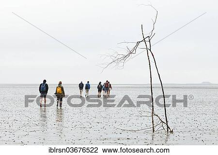 "Hikers on the mudflats of the Wadden Sea en route from Pellworm island to Suederoog Hallig, small island, Hallig Suderoog, Schleswig-Holstein, Germany, Europe" View Large Photo Image Stock Image - "Hikers on the mudflats of the Wadden Sea en route from Pellworm island to Suederoog Hallig, small island, Hallig Suderoog, Schleswig-Holstein, Germany, Europe". Fotosearch
