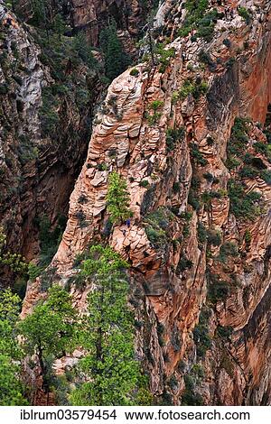 "Hikers on the trail on the Angel Landing rock formation with sheer cliffs on either side, Zion National Park, Utah, United States, North America" View Large Photo Image Picture - "Hikers on the trail on the Angel Landing rock formation with sheer cliffs on either side, Zion National Park, Utah, United States, North America". Fotosearch