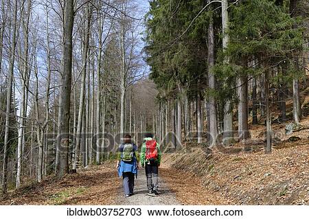 "Hikers on the way to the Hennenkobel, Bayrischer Wald, Zwiesel, Lower Bavaria, Bavaria, Germany, Europe" View Large Photo Image Stock Image - "Hikers on the way to the Hennenkobel, Bayrischer Wald, Zwiesel, Lower Bavaria, Bavaria, Germany, Europe". Fotosearch