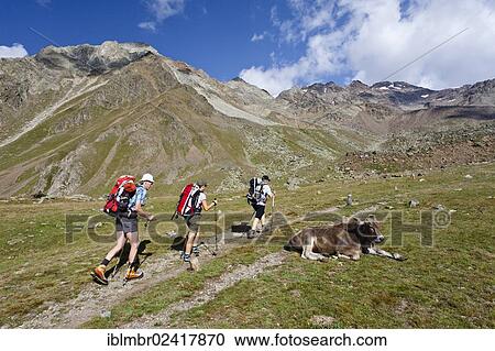 Stock Image - Hikers on their way to the Similaunhuette mountain shelter in the Schnalstal valley, passing the Tisental valley, Grosser Kahndl mountain at the back, province of Bolzano-Bozen, Italy, Europe. Fotosearch