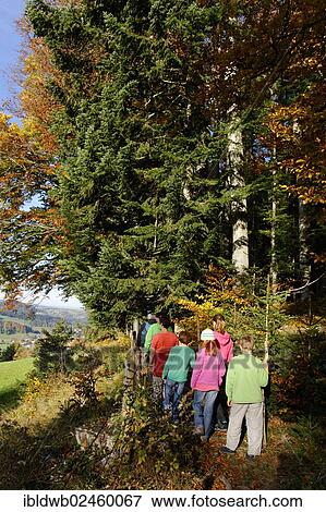 "Hikers on their way to the Schliersbergalm alp, near lake Schliersee, Upper Bavaria, Bavaria, Germany, Europe" View Large Photo Image Stock Photo - "Hikers on their way to the Schliersbergalm alp, near lake Schliersee, Upper Bavaria, Bavaria, Germany, Europe". Fotosearch