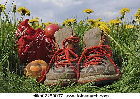 Hiking boots and apples on a dandelion meadow View Large Photo Image Stock Photo - Hiking boots and apples on a dandelion meadow. Fotosearch