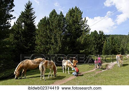 Stock Photo - "Hiking children passing a group of Haflinger horses in a pasture, near Raschoetz near St. Ulrich or Ortisei, Val Gardena valley or Groednertal valley, province of Bolzano-Bozen, Alto Adige, Italy, Europe". Fotosearch