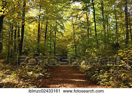Stock Image - "Hiking path through a beech forest (Fagus) in autumn colours, Franconian Switzerland, Entmersberg, Middle Franconia, Bavaria, Germany, Europe, PublicGround, Europe". Fotosearch