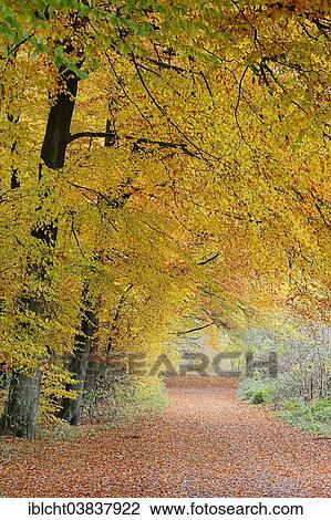 "Hiking trail in a beech forest (Fagus sylvatica) in autumn, North Rhine-Westphalia, Germany, Europe" View Large Photo Image Stock Image - "Hiking trail in a beech forest (Fagus sylvatica) in autumn, North Rhine-Westphalia, Germany, Europe". Fotosearch
