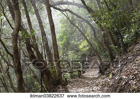 "Hiking trail in the laurel forest of the Los Tilos Biosphere Reserve, near Los Sauces, La Palma, Canary Islands, Spain, Europe" View Large Photo Image Stock Photo - "Hiking trail in the laurel forest of the Los Tilos Biosphere Reserve, near Los Sauces, La Palma, Canary Islands, Spain, Europe". Fotosearch