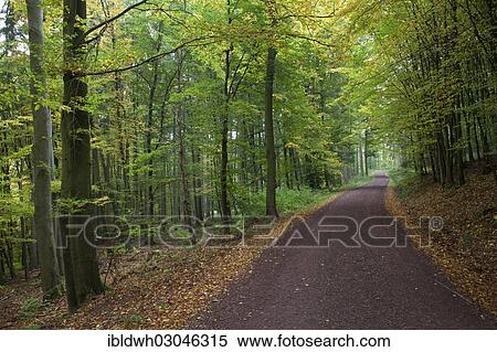 Stock Photography - "Hiking trail through a hardwood forest along the Rennsteig ridge walk, nature reserve, Thuringer Wald, Eisenach, Thuringia, Germany, Europe". Fotosearch