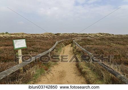 "Hiking trail to Morsumer Cliff, Morsum, Sylt, North Frisian Islands, Schleswig-Holstein, Germany, Europe" View Large Photo Image Stock Image - "Hiking trail to Morsumer Cliff, Morsum, Sylt, North Frisian Islands, Schleswig-Holstein, Germany, Europe". Fotosearch