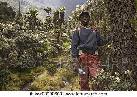 "Hiking, trekking guide in the Rwenzori Mountains, Kasese, Uganda, Africa" View Large Photo Image Stock Image - "Hiking, trekking guide in the Rwenzori Mountains, Kasese, Uganda, Africa". Fotosearch
