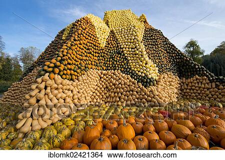 Picture - Hill made out of pumpkins, pumpkin exhibition, Ludwigsburg, Baden-Wuerttemberg, Germany, Europe. Fotosearch