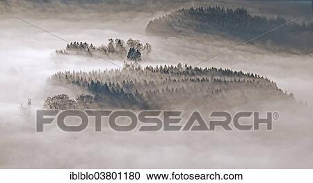 "Hill with fir trees and spruce trees, backlit, cloud cover, Meschede, Sauerland region, North Rhine-Westphalia, Germany, Europe" View Large Photo Image Stock Image - "Hill with fir trees and spruce trees, backlit, cloud cover, Meschede, Sauerland region, North Rhine-Westphalia, Germany, Europe". Fotosearch