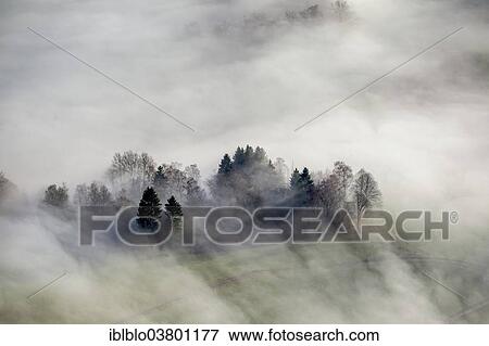 "Hill with fir trees and spruce trees, backlit, cloud cover, Meschede, Sauerland region, North Rhine-Westphalia, Germany, Europe" View Large Photo Image Stock Photo - "Hill with fir trees and spruce trees, backlit, cloud cover, Meschede, Sauerland region, North Rhine-Westphalia, Germany, Europe". Fotosearch